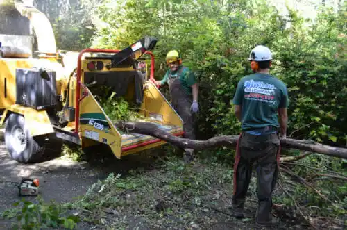 tree services Casa Grande